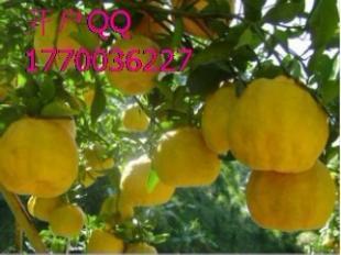 中泰开户指南 九江律程商务信息咨询与世界工厂网如何协同助力企业成长